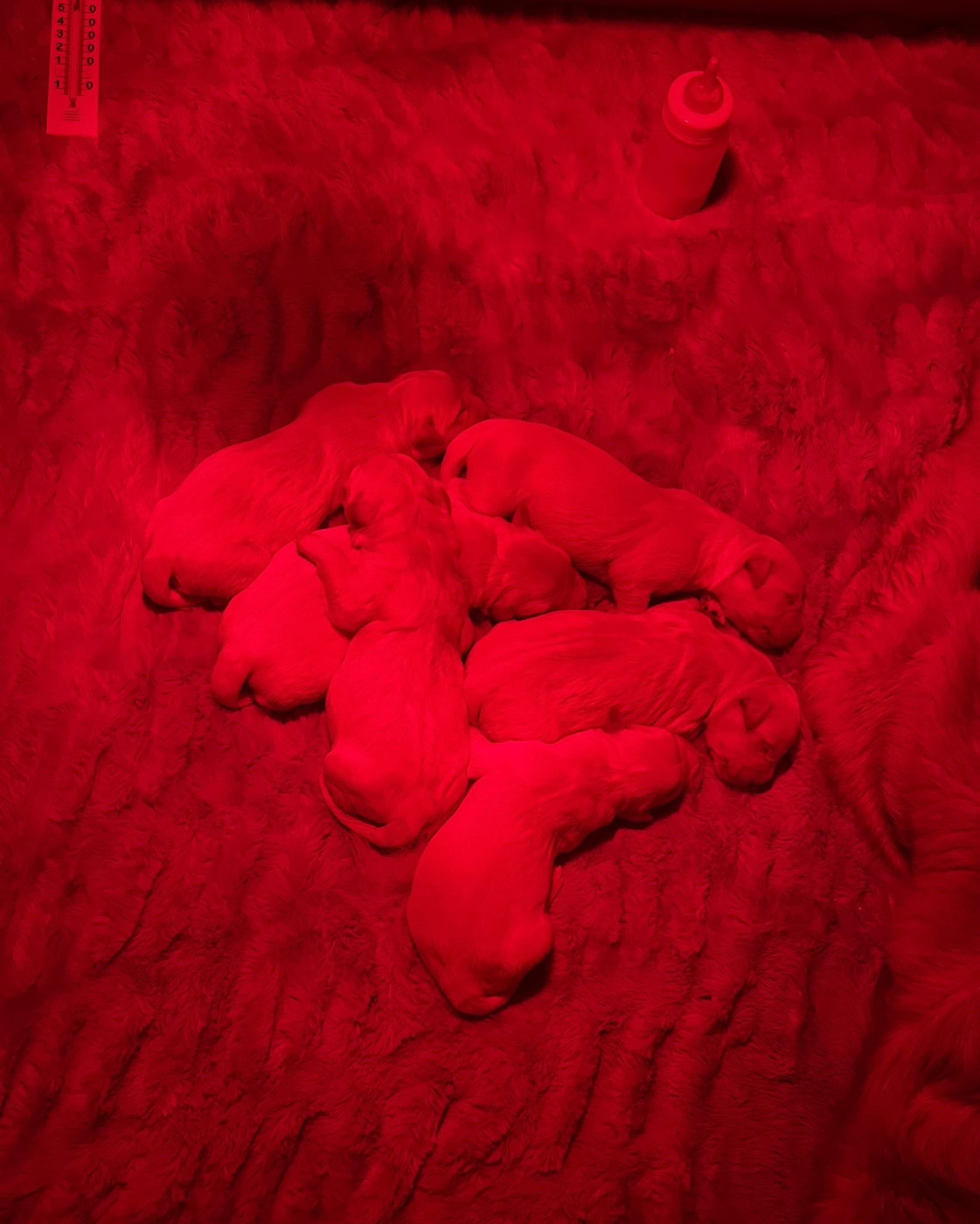 Chiot Golden Retriever Des Grands Lacs