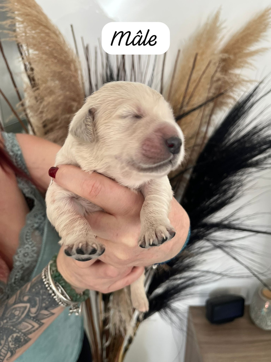 Des Grands Lacs - Chiots disponibles - Golden Retriever