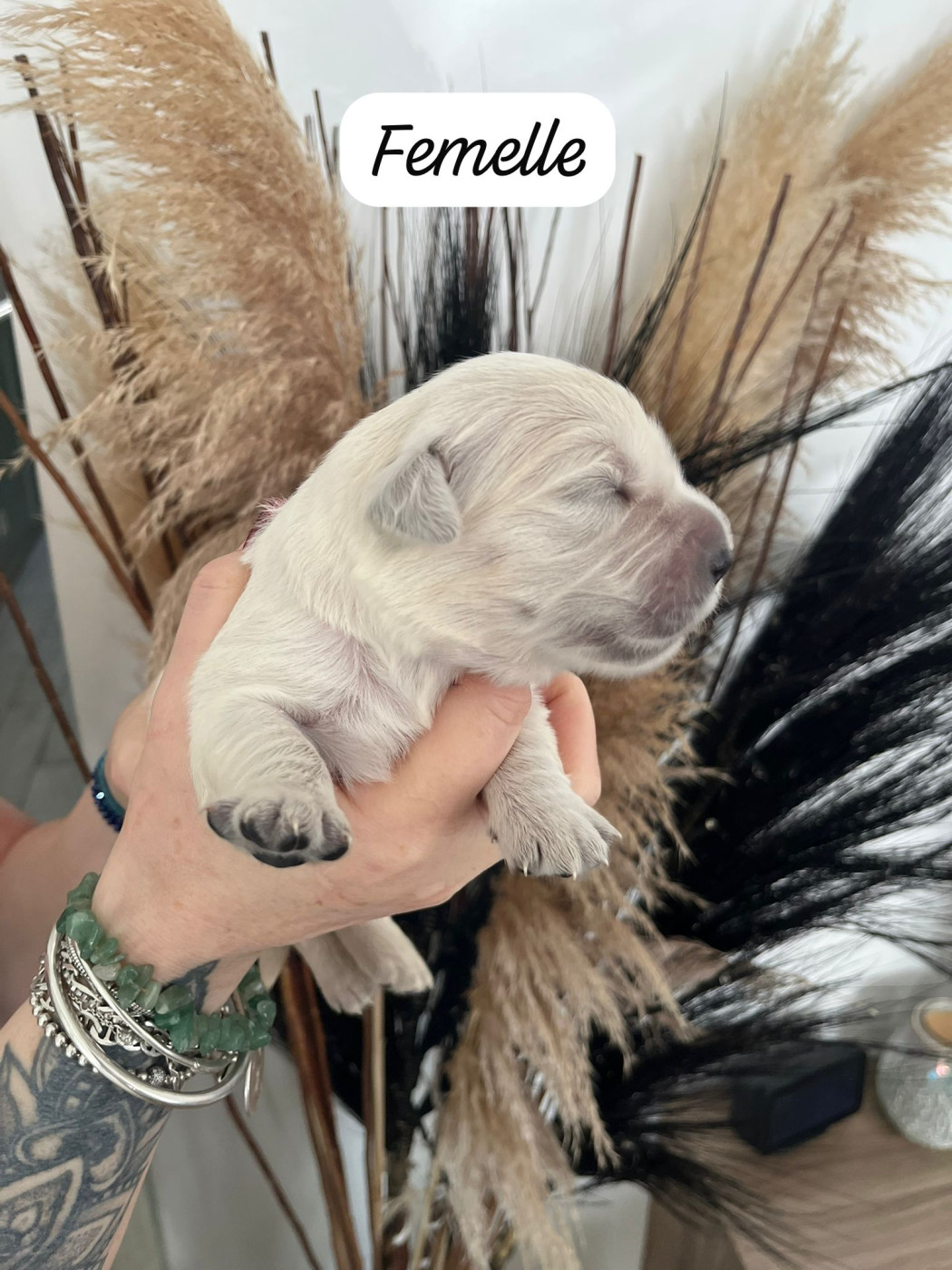 Des Grands Lacs - Chiots disponibles - Golden Retriever