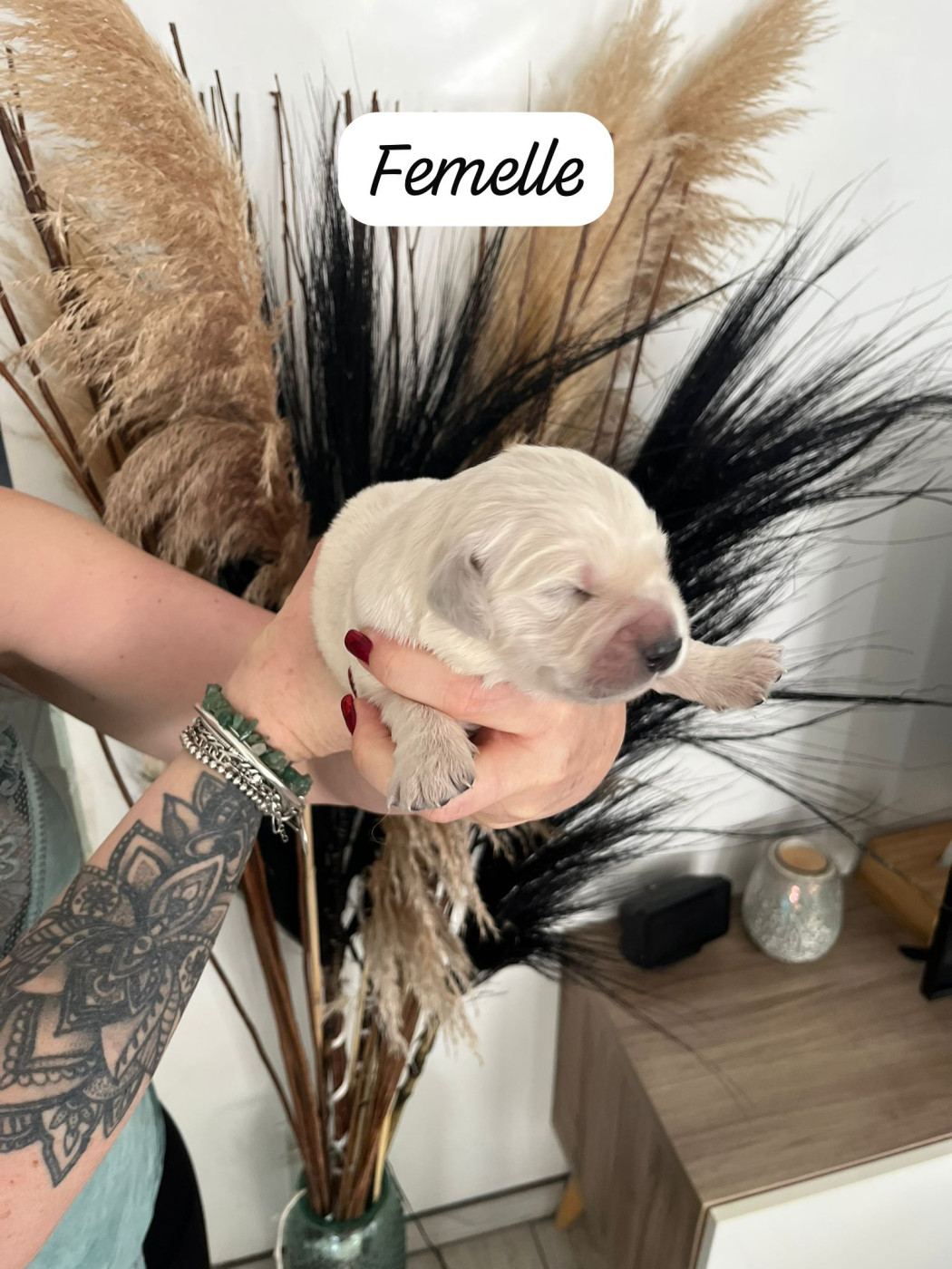 Des Grands Lacs - Chiots disponibles - Golden Retriever