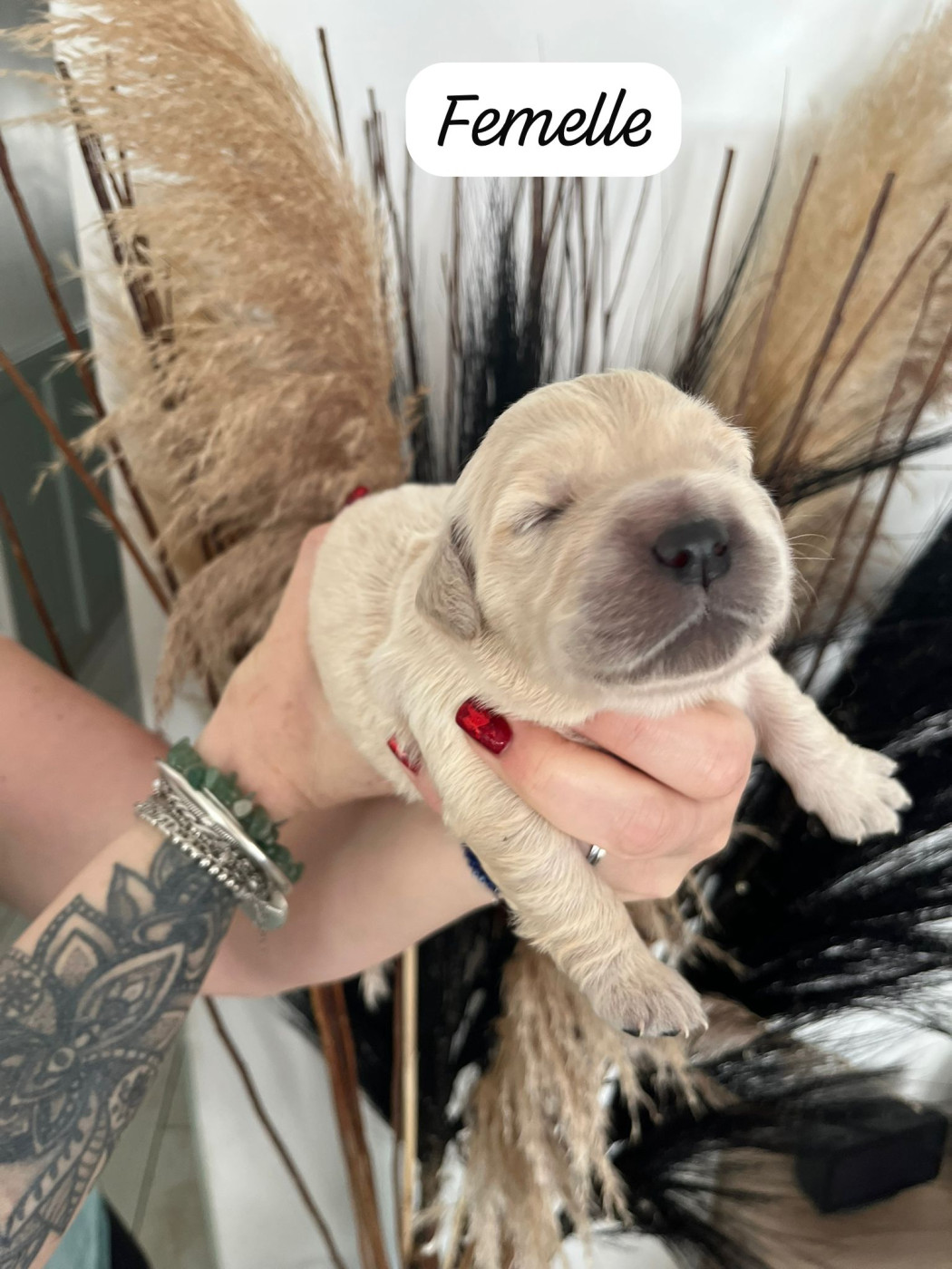 Des Grands Lacs - Chiots disponibles - Golden Retriever