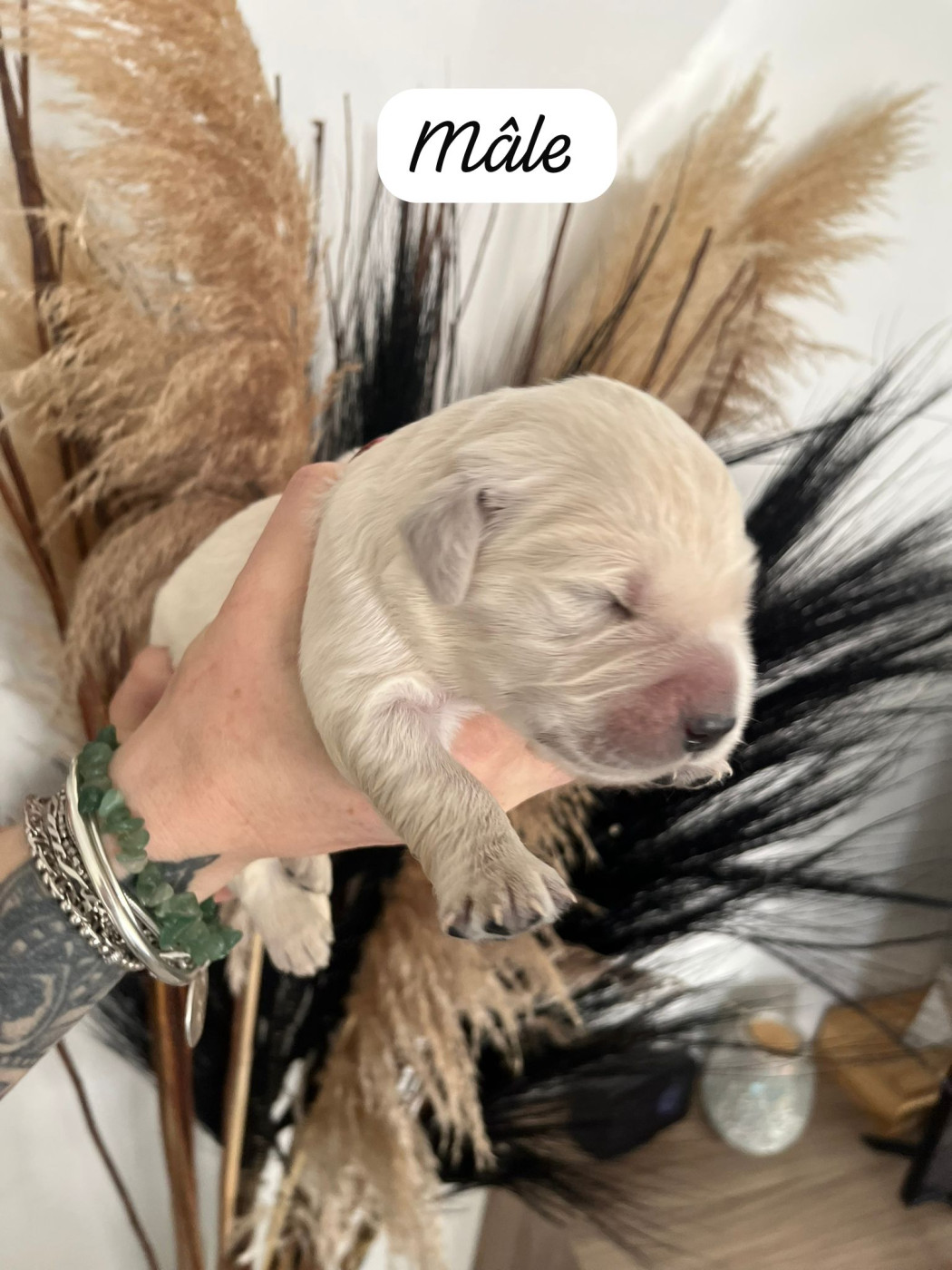 Des Grands Lacs - Chiots disponibles - Golden Retriever