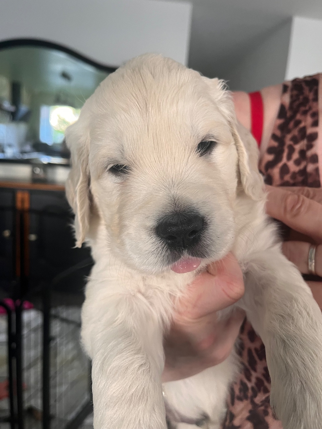 Des Grands Lacs - Chiots disponibles - Golden Retriever
