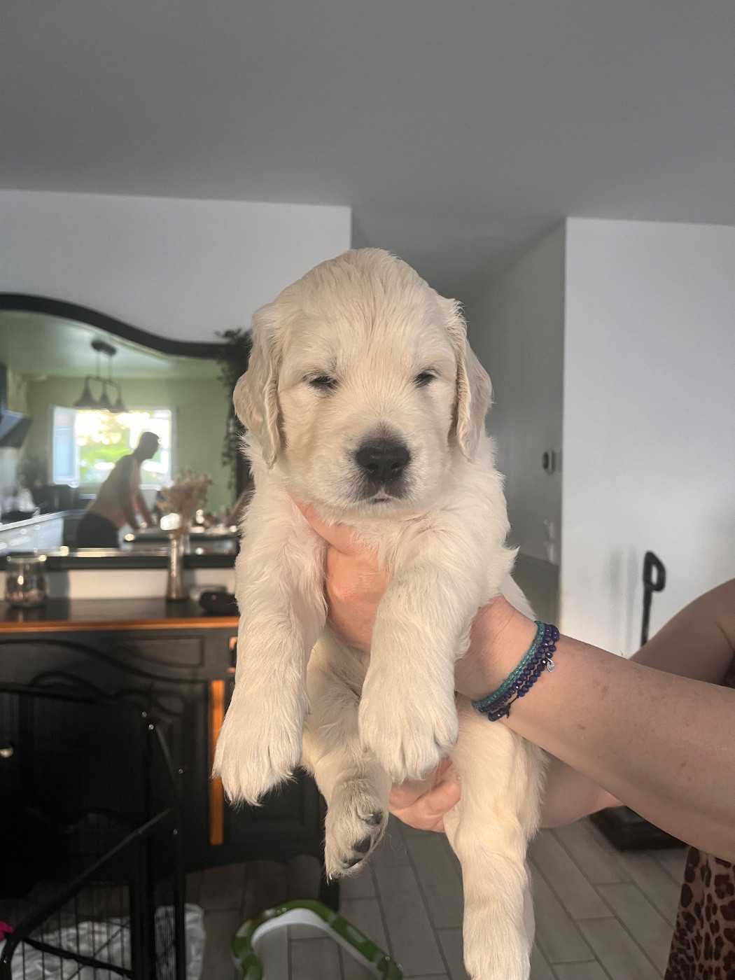 Des Grands Lacs - Chiots disponibles - Golden Retriever