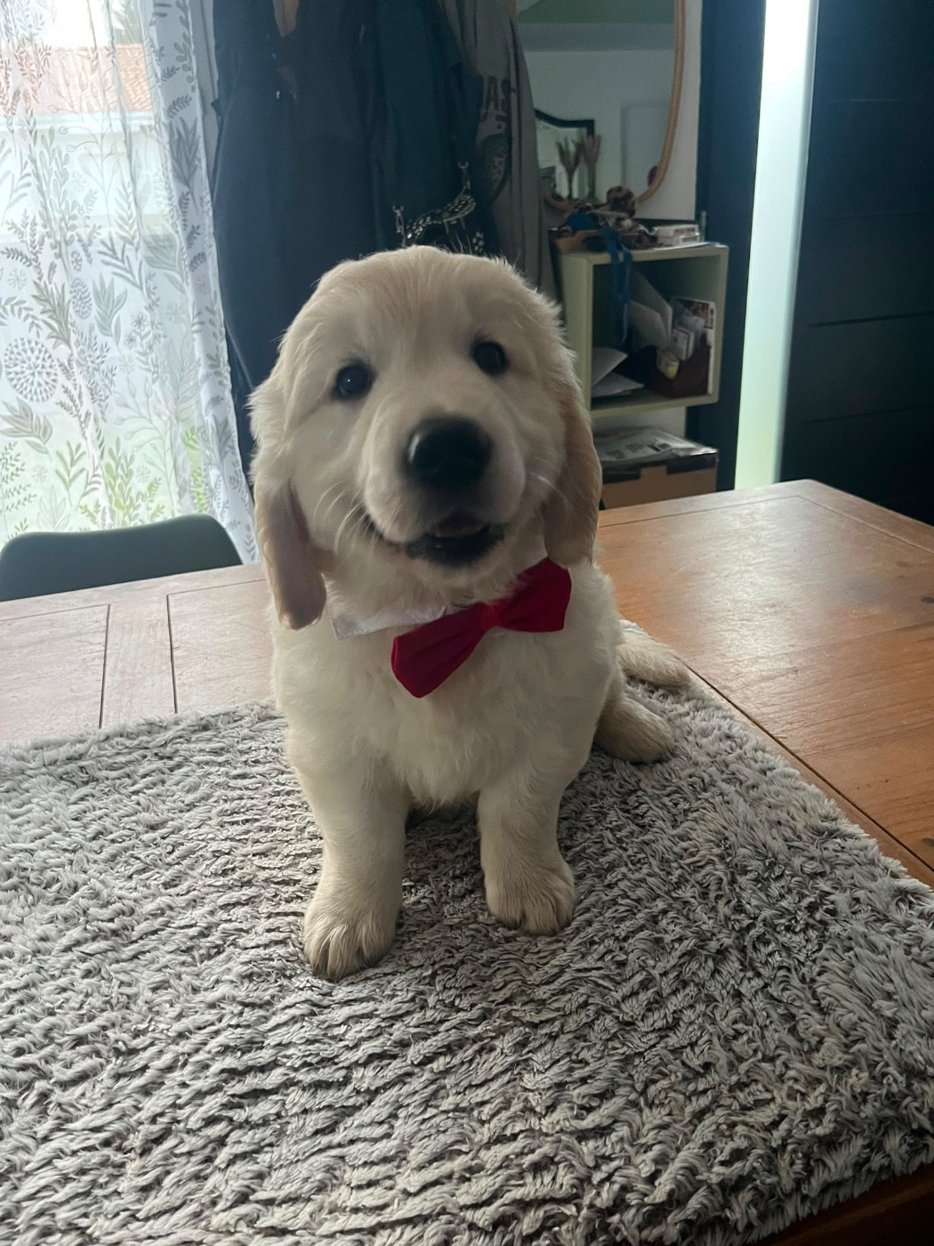 Des Grands Lacs - Chiots disponibles - Golden Retriever
