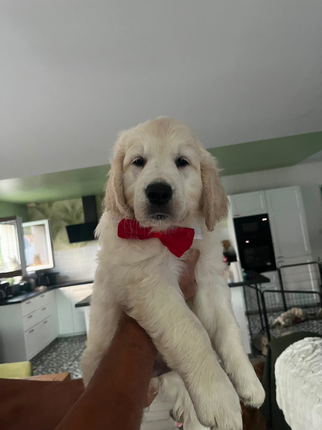 Des Grands Lacs - Chiots disponibles - Golden Retriever